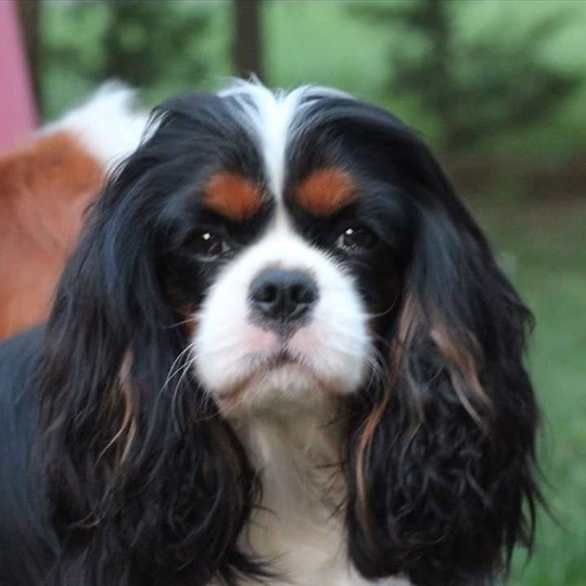 Redstone Cavalier - The best King Charles Spaniel kennel